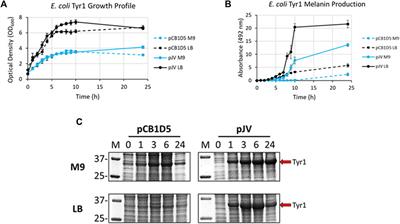 Rapid, high-titer biosynthesis of melanin using the marine bacterium Vibrio natriegens